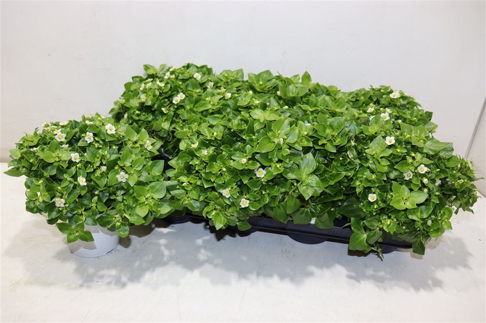 <h4>Exacum White</h4>