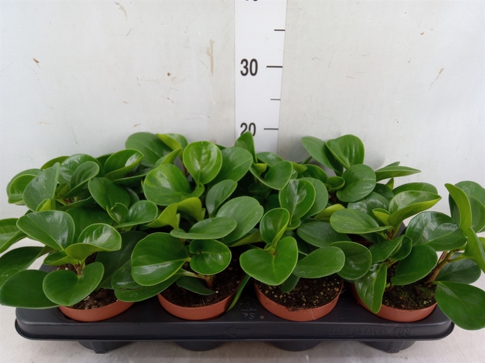 <h4>Peperomia obt. 'Green Gold'</h4>