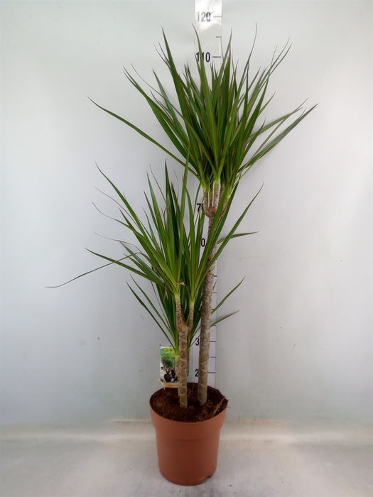 <h4>Dracaena marg.</h4>