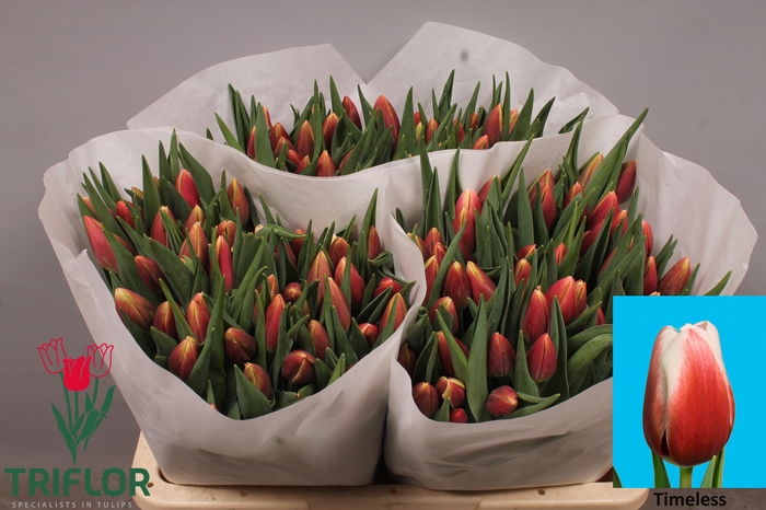 <h4>TU EN TIMELESS</h4>