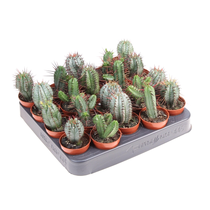 <h4>Cactus euphorbia mix</h4>