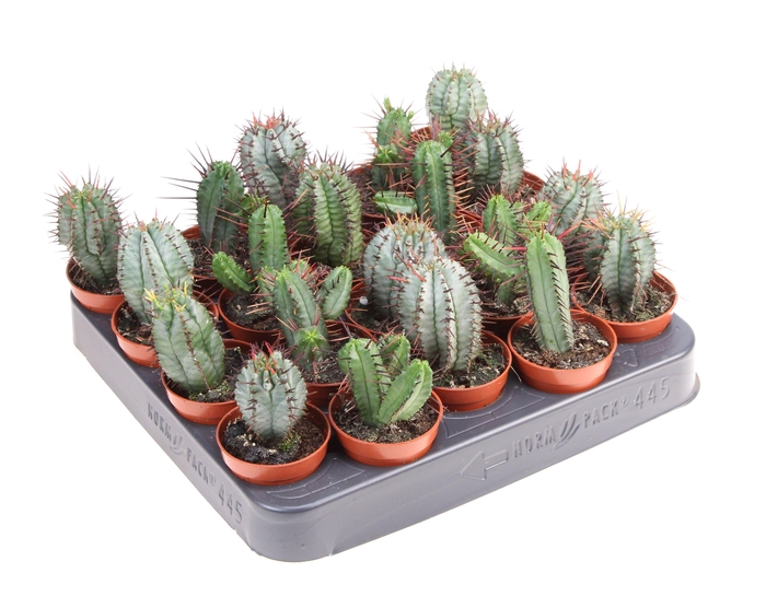 Cactus euphorbia mix