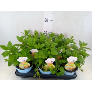 Mentha spicata 'Crispa'