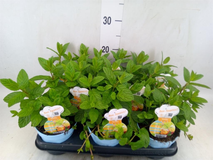 <h4>Mentha spicata 'Crispa'</h4>
