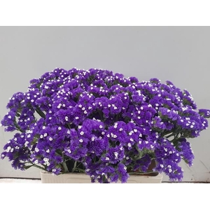 Statice Crystal Dark Blue Verano