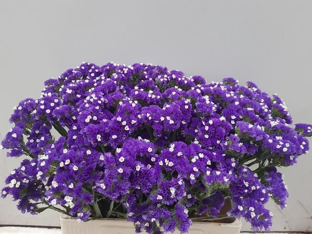 <h4>Statice Crystal Dark Blue Verano</h4>
