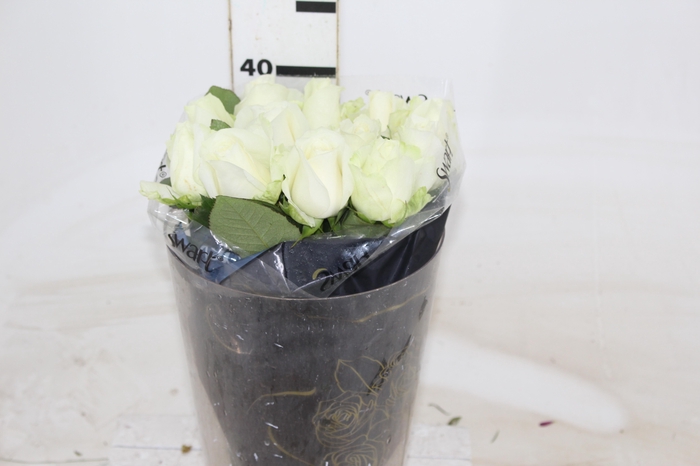 <h4>ROSA AVALANCHE 040 CM ESTUFA</h4>
