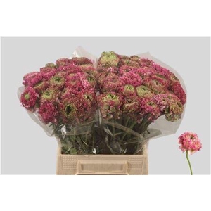 Ran Pon-pon Malva Ex