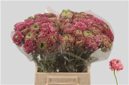 Ran Pon-pon Malva Ex