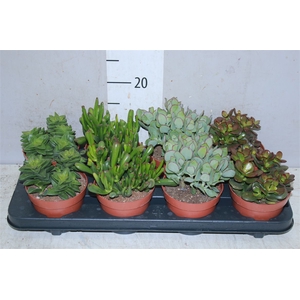 Crassula Gemengd