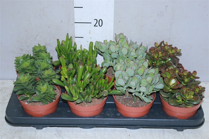 <h4>Crassula Gemengd</h4>