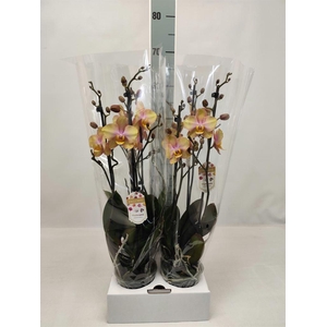 Phalaenopsis   ...