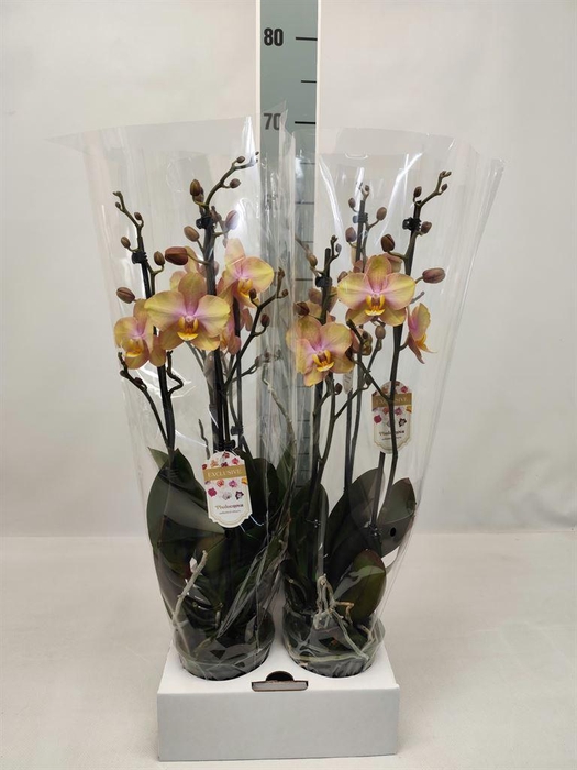 <h4>Phalaenopsis   ...</h4>