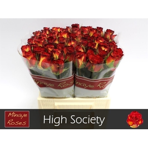 Rosa la high society