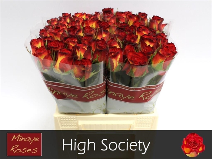 Rosa la high society