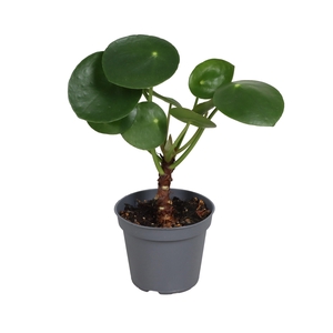 PILEA PEPEROMIOIDES