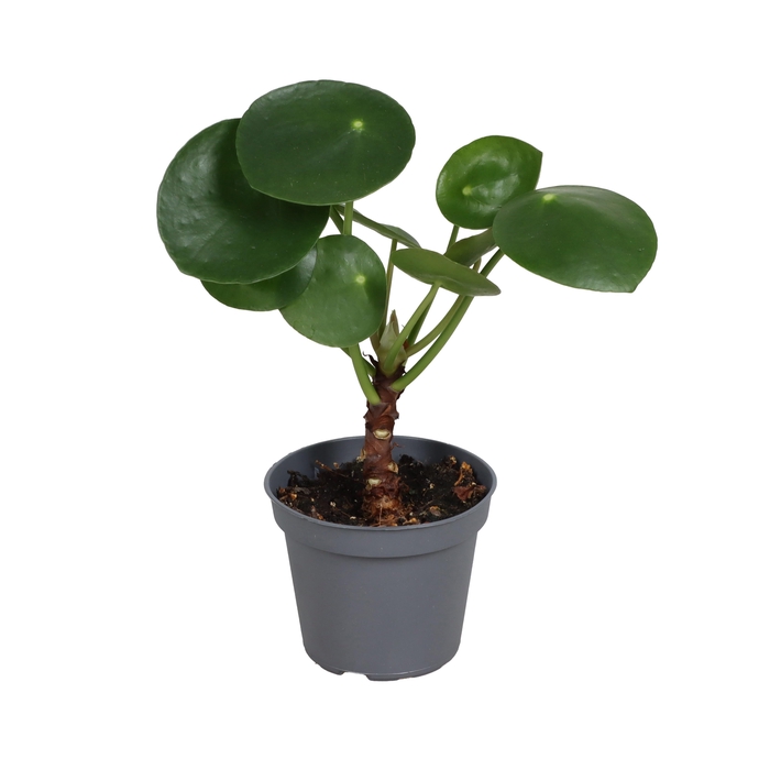 <h4>PILEA PEPEROMIOIDES</h4>
