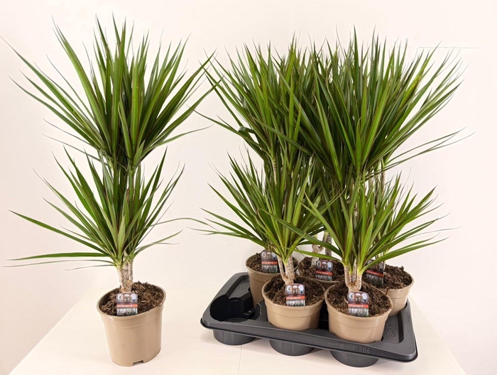 DRA MARGINATA