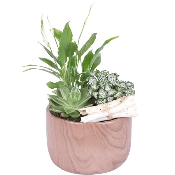 <h4>Yearround Arr. Indoor Ceramic Naturel Touch N565 Ø17cm 3PP</h4>