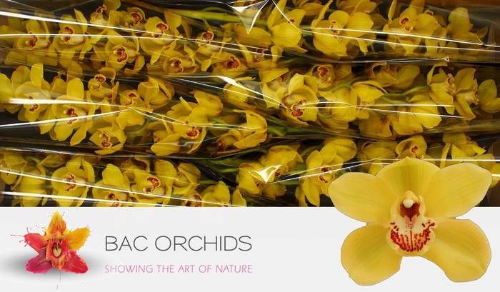 <h4>CYMB T DIONA</h4>