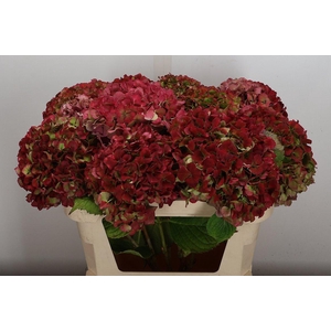 Hydr M Glow Alps Cl 70-21