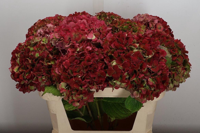 <h4>Hydr M Glow Alps Cl 70-21</h4>