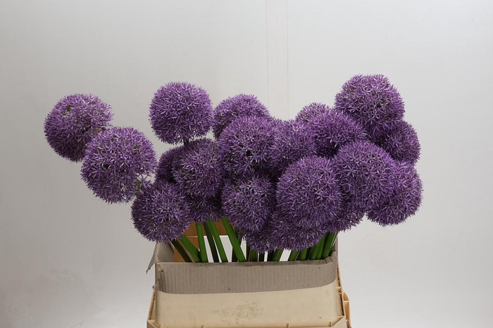 <h4>Allium Grootbloemig</h4>