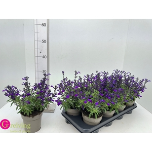 SALVIA GR MIRAG BLUE