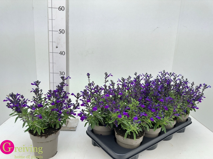 <h4>SALVIA GR MIRAG BLUE</h4>
