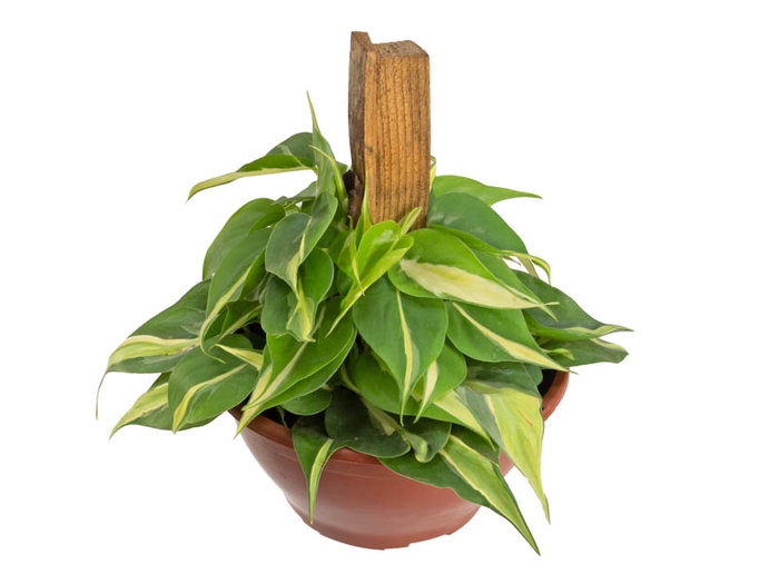 <h4>PHILODENDRON BRANCO C21</h4>