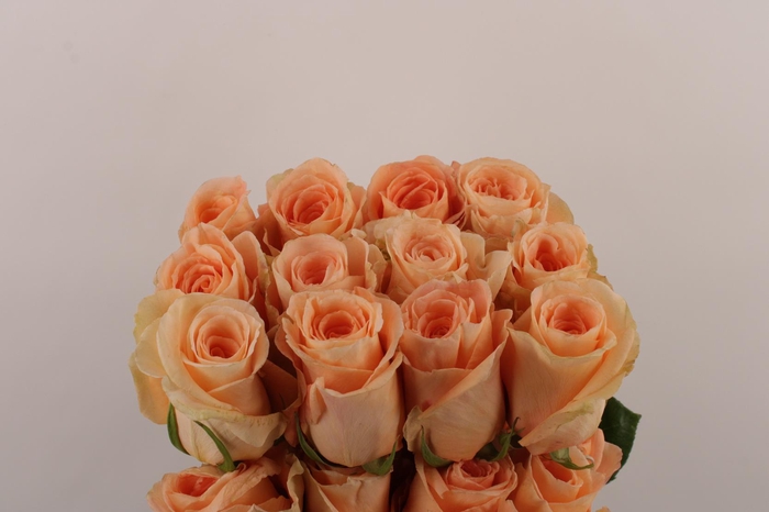 <h4>R Gr Peach  Wave</h4>
