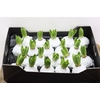 Wax Hyacinth Snow Topline Wit