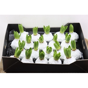 Wax Hyacinth Snow Topline Wit
