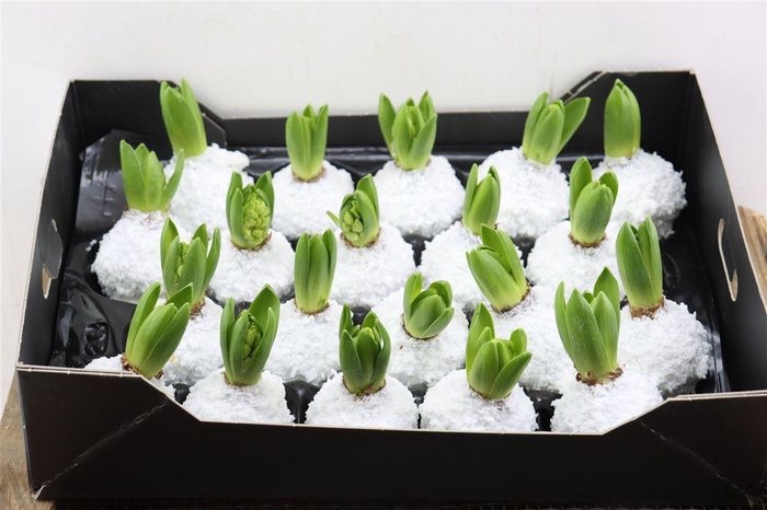 <h4>Wax Hyacinth Snow Topline Wit</h4>