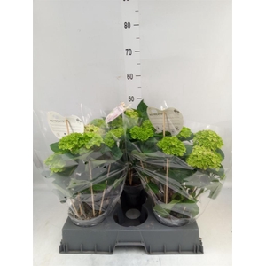 Hydrangea mac. 'Rembr Bella Pesche'