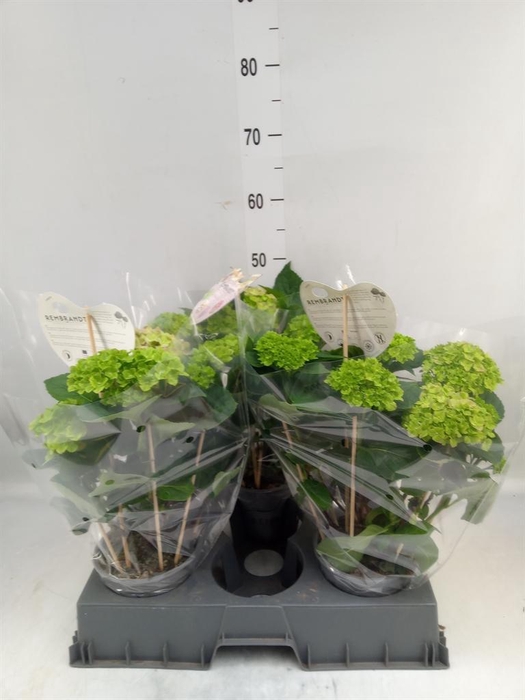 <h4>Hydrangea mac. 'Rembr Bella Pesche'</h4>