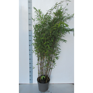 Fargesia nitida 'Black Pearl' - P27