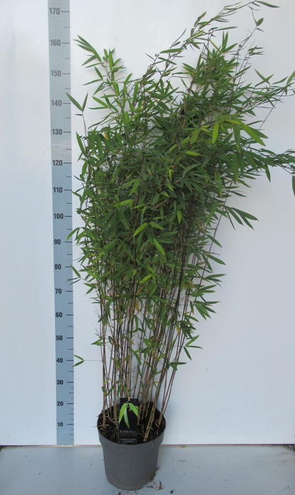 <h4>Fargesia nitida 'Black Pearl' - P27</h4>