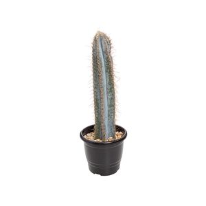 CACTUS CEREUS AZUL P17