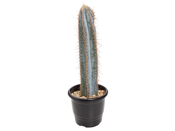 <h4>CACTUS CEREUS AZUL P17</h4>