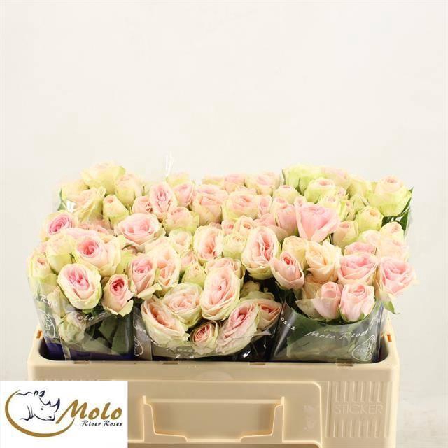 <h4>R TR RLM  ING KRISTI</h4>