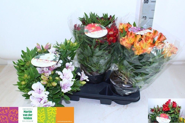 <h4>ALST COLORITA GEM</h4>