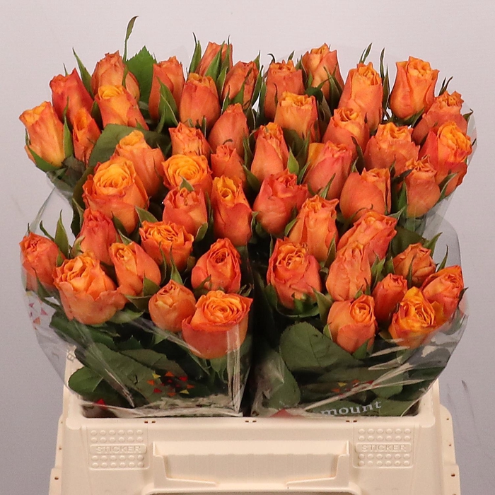 <h4>R GR CONFIDENTIAL</h4>