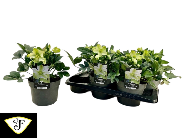 <h4>HELL VIV VIVIANA</h4>