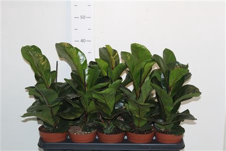 <h4>Ficus Lyrata Bambino</h4>