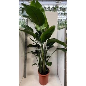 STRELITZIA NICOLAI