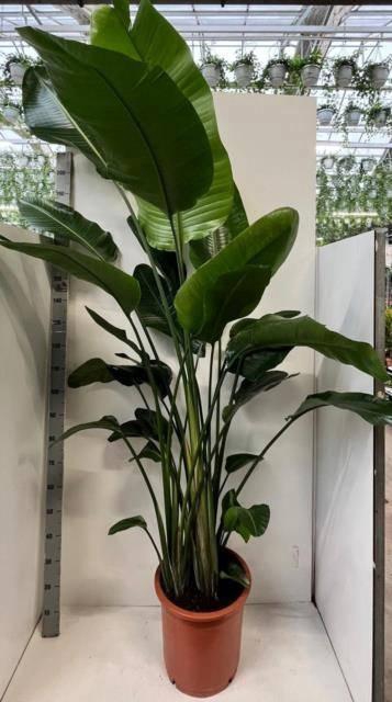 <h4>STRELITZIA NICOLAI</h4>