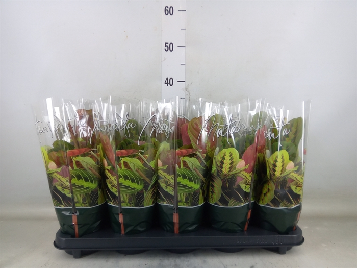 <h4>Maranta leuc. 'Fascinator'</h4>