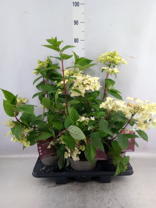 <h4>Hydrangea pan.</h4>