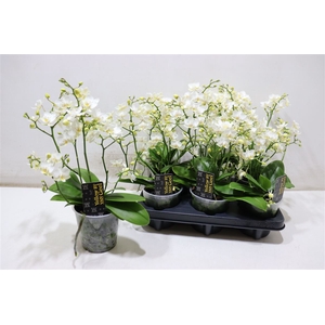 arr8 Phal Mf Cream Punch